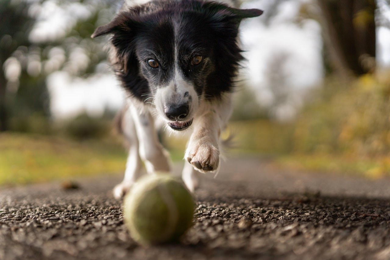 Spelende Hond