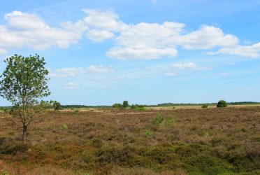 Engbertsdijksvenen In De Zomer Heleen Ekkel Aalderink Westerhaar