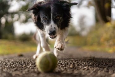 Spelende Hond